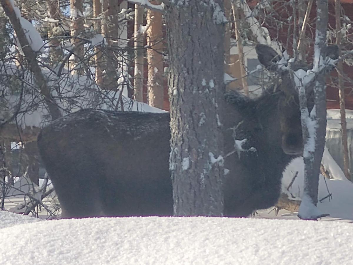 Lagomhuset - A Peaceful Holiday In Swedish Lapland Vidsel Ngoại thất bức ảnh