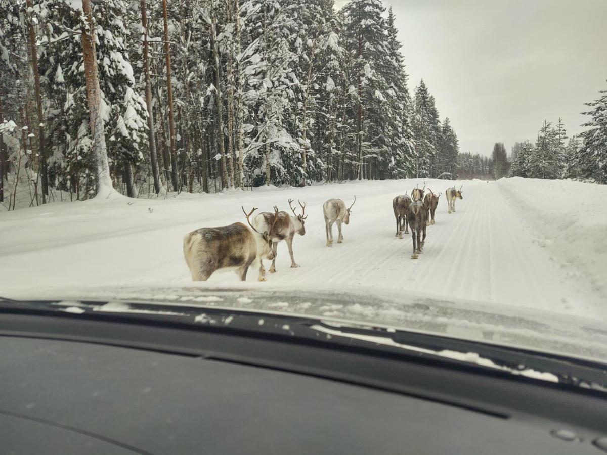 Lagomhuset - A Peaceful Holiday In Swedish Lapland Vidsel Ngoại thất bức ảnh